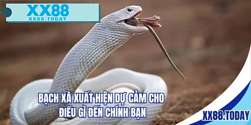Bạch xà xuất hiện dự cảm cho điều gì đến chính bạn